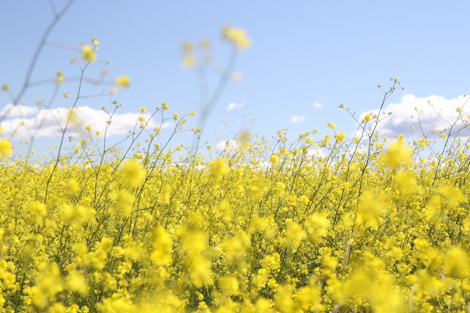 Asda Hay Fever Research